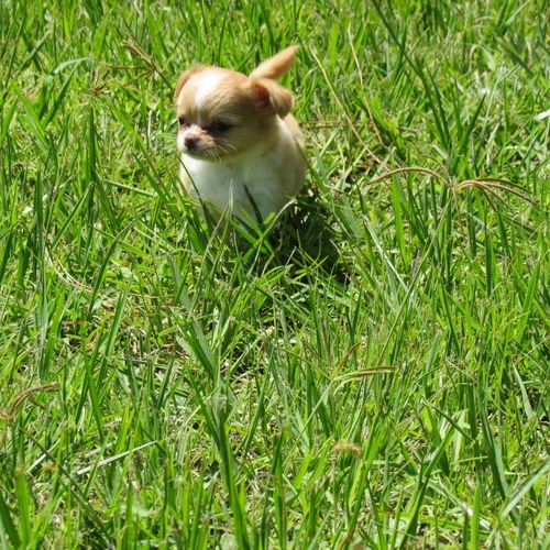 Canela