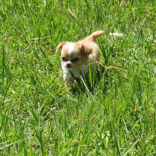 Canela