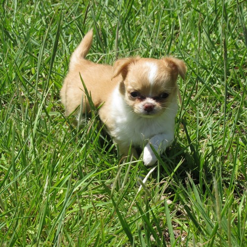 Canela