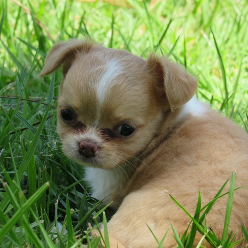 Canela