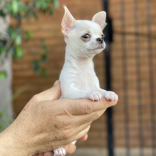 Bamsi