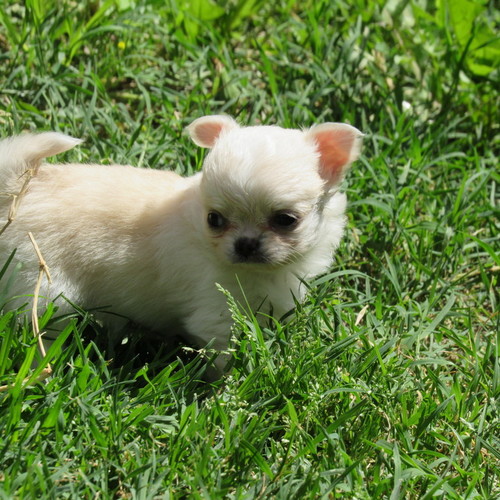 Blanca