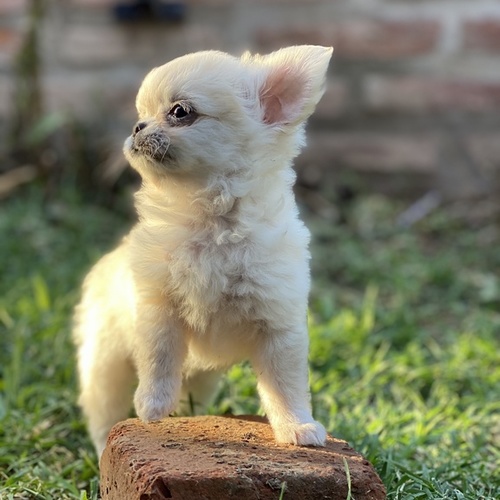 Blanca