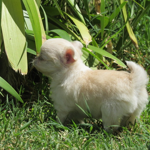 Blanca