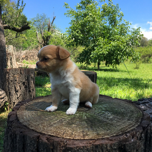 Canela