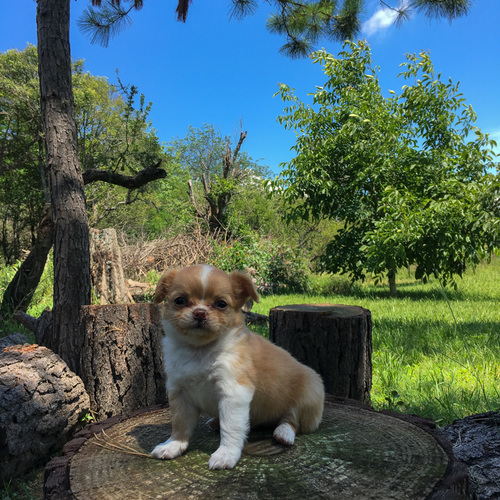 Canela