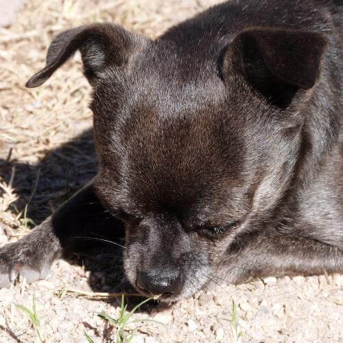 Stefano Alejandro Della Bella Stampa (Ali)