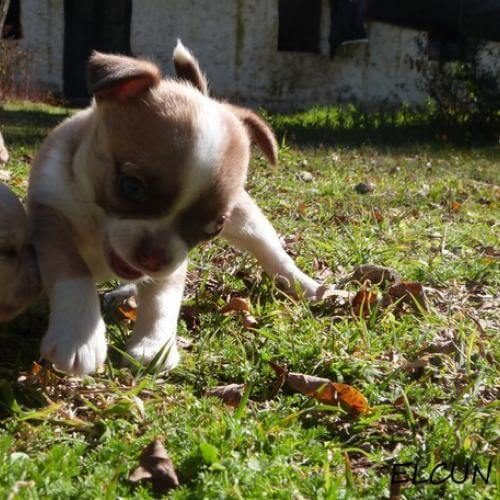 Arya