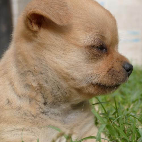 Chaco