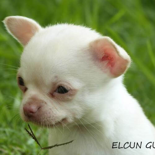 Magie