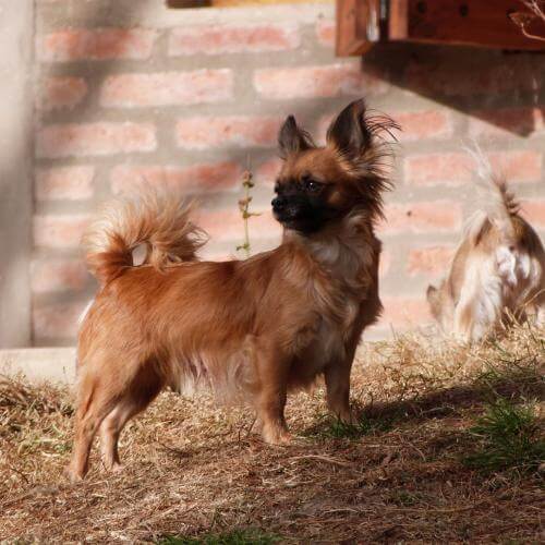 Californias Wilds Bella Mia