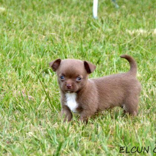 Penny