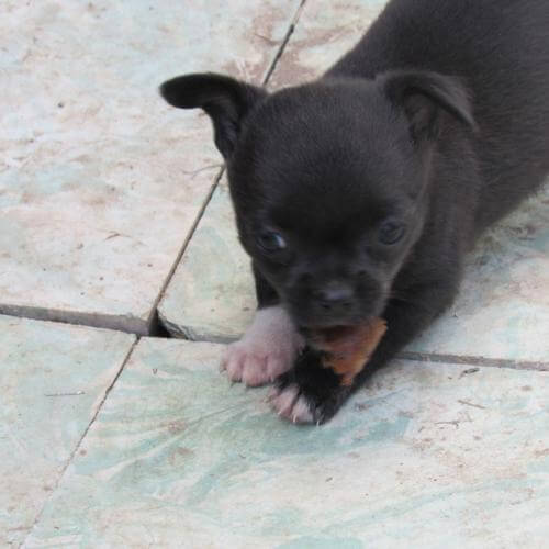 Ruperta